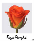 Royal Pumpkin!